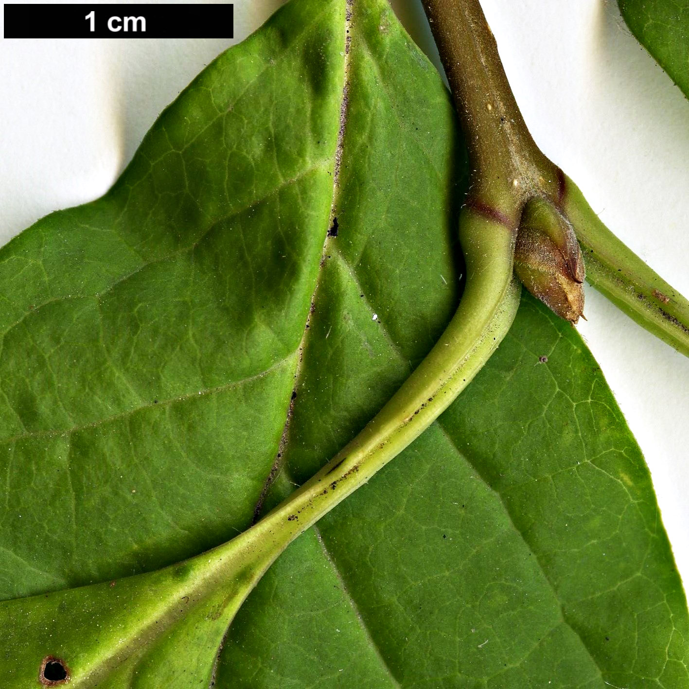 High resolution image: Family: Oleaceae - Genus: Syringa - Taxon: komarowii - SpeciesSub: subsp. reflexa